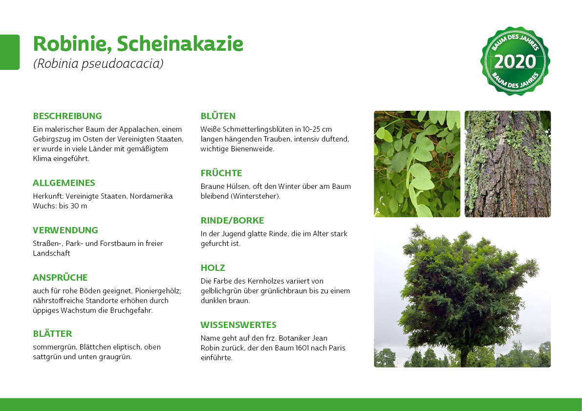 Baum des Jahres 2020 Robinia pseudoacacia neues Layout